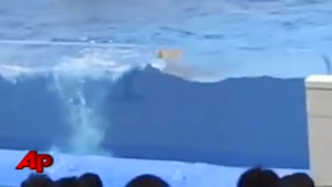 پرش دلفین بزرگ به خارج از محوطه بازی