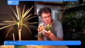 فیلم پرورش گل و گیاه / قلمه زدن کاکتوس سیلندریکا