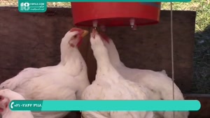 آموزش پرورش مرغ | نحوه ضد عفونی تخم های نطفه دار