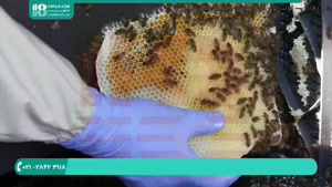 آموزش حرفه ای زنبورداری | جمع آوری دسته و قرار دادن درکندو