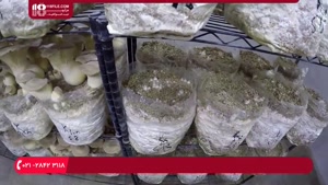 آموزش پرورش قارچ : قفسه بندی برای کاشت قارچ