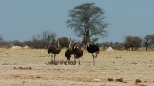 مستند حیات وحش آفریقایی - شترمرغ پرنده