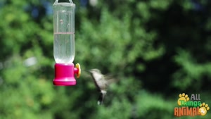 humming birds