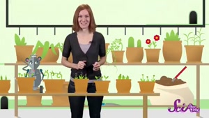 چگونه دانه به گیاه تبدیل می شود؟