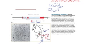 پردازش RNA (قسمت ابتدایی)