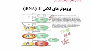 رونویسی یوکاریوتی کلاس I و III