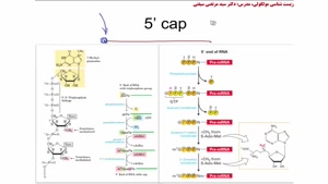 پردازش RNA قسمت پایانی