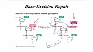 قسمت پایانی ترمیم DNA