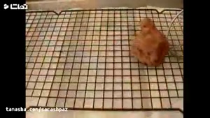 آموزش مرغ سوخاری به روش جدید 
