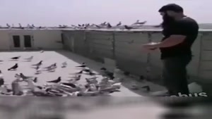غذا دادن به کبوتر