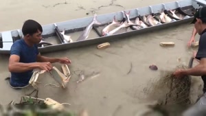 کلیپ صید ماهی آراپایما با تور پرتابی 