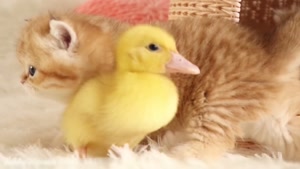 بازی جوجه اردک با بچه گربه های خوشگل و بامزه