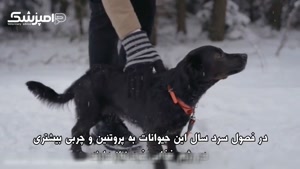 روش نگهداری سگ ها در سرما