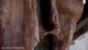 فیلم مزه کردن گوشت کوسه های بزرگ