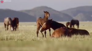 مستند حیات وحش - حملات اسب ها 