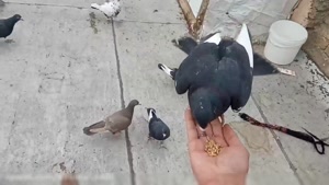 آموزش دستی کردن کبوتر