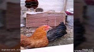 نمایش مرغ ها - کلیپ حیوانات