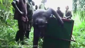 مستند حیات وحش/ رهاسازی شامپانزه توسط جین گودال و خداحافظی از او !!!!
