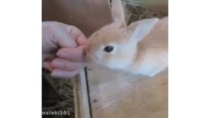 انواع خرگوش بامزه/ مینیاتوری