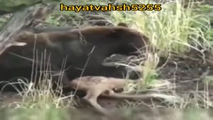کلیپ حیات وحش - دزدیدن بچه آهو توسط خرس