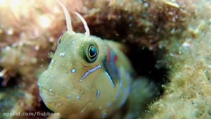 فرسخها زیر دریا / خانواده بلنی های دندان شانه ای: Blenniidae