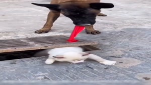 حیوان باهوش/ نجات گربه توسط سگ