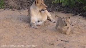 شگفتانه حیوانات/ بازی توله شیرها با مادر خود !!!!