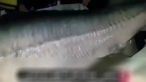 خبر صید فیل ماهی ۳۰۰ کیلویی در مازندران
