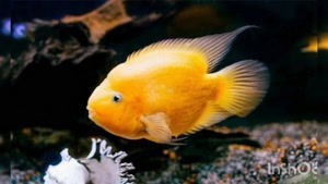 آبزیان زیبا/ کلیپ از معرفی ماهی پرت