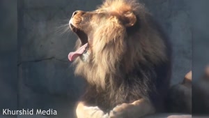حیات وحش - بی رحم ترین نبرد حیوانات در قاب دوربین