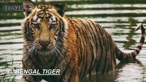 مستند حیات وحش - همه چیز درباره ببر بی رحم بنگال