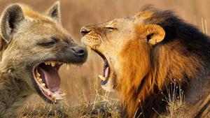 نبرد حیوانات - مبارزه کفتار و شیر برای شکار