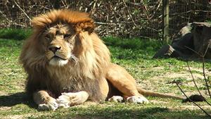 حیات وحش - نبرد دلخراش شیر آلفا