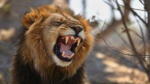 حمله وحشیانه شیر نر جوان توسط شیر شاه پرخاشگر