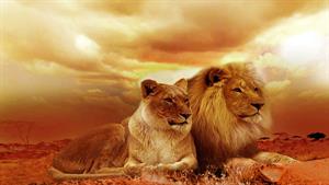 نبرد حیوانات - بی رحم ترین نبرد شیرها