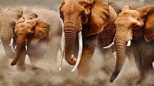 نبرد حیوانات - نبرد فیل و کروکودیل