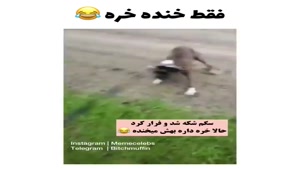 کلیپ طنز حیوانات / فقط خنده خره / طنز 