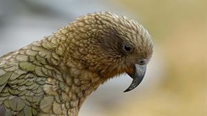 حیات وحش - طوطی آلپ نیوزیلندی