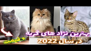 معرفی بهترین نژاد های گربه در سال 2022 همراه با قیمت 