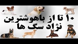 ۱۰ تا از باهوشترین نژاد سگ ها