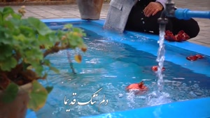 شب شب یلدا شد 