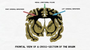 2-Minute Neuroscience Corpus Callosum