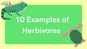 Herbivores, Carnivores and Omnivores