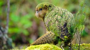 حیات وحش - طوطی نیوزیلندی