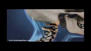 آناتومی ستون فقرات گردن - گردن و مشکلات آن