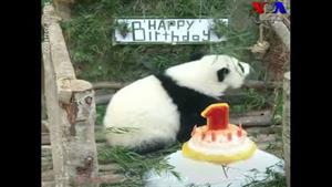 جشن تولد یکسالگی خرس پاندا در باغ وحش مالزی