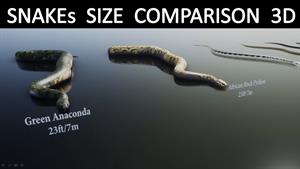 مقایسه اندازه مارها 🐍