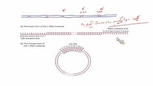 ورود DNA به درون سلول میزبان (جلسه دوم)