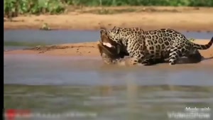 مستن حیات وحش - شکار تمساح کایمان سیاه توسط جگوار