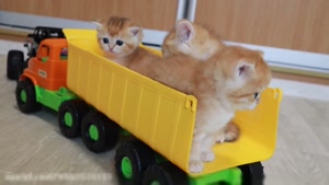 کلیپ خنده دار / بازی بچه گربه های خوشگل و بامزه با ماشین اسباب بازی